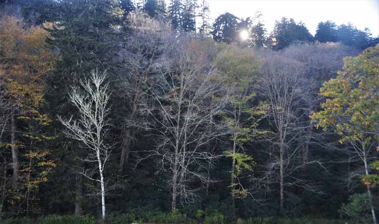 autumn trees